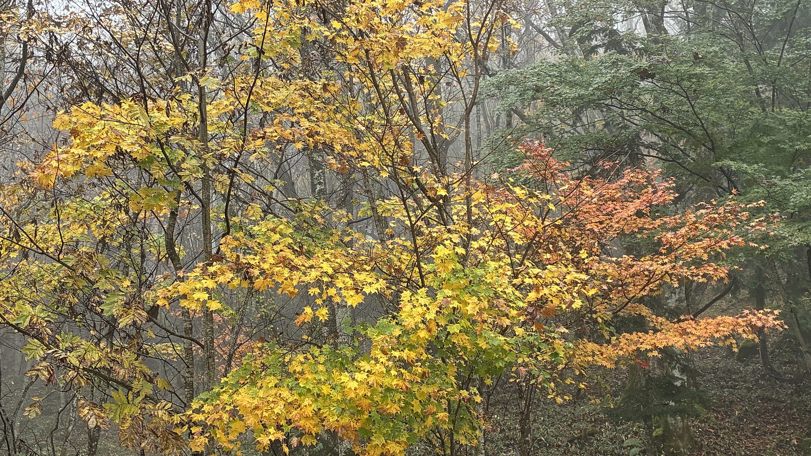 秋が深まっています。
