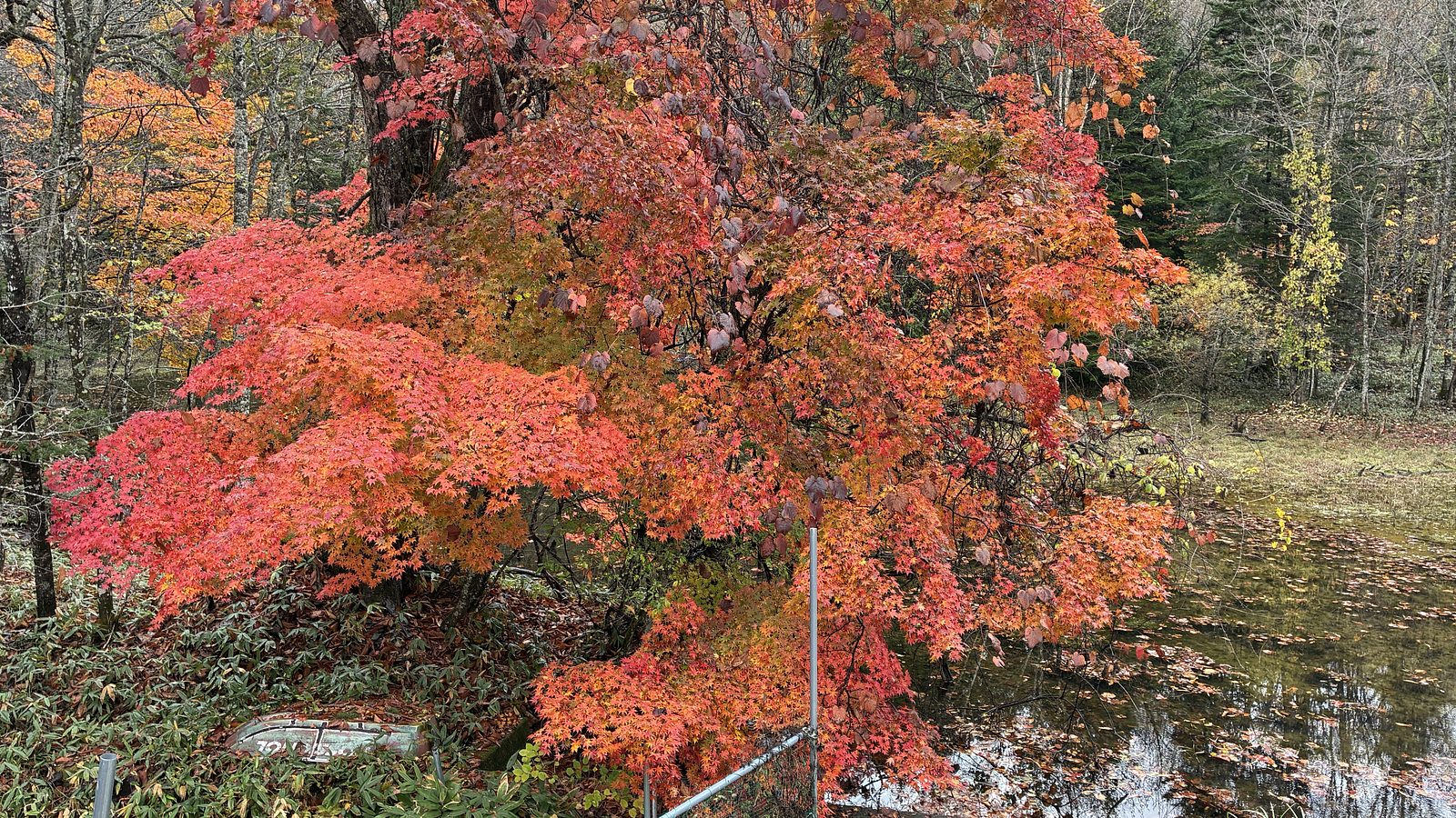 もみじが見事です。