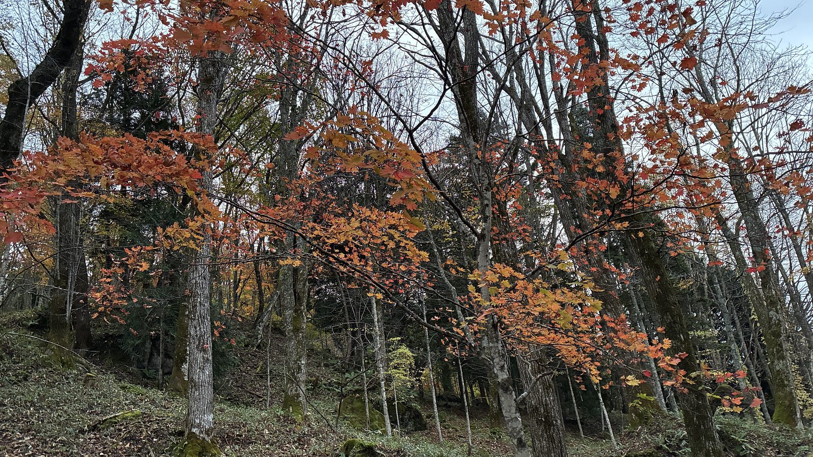 丸沼は曇り空です。